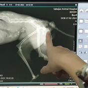 ช่วยสุนัขจิ้งจอกแดง สัตว์ใกล้สูญพันธุ์