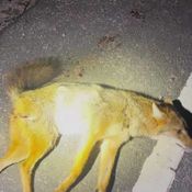 ช่วยสุนัขจิ้งจอกแดง สัตว์ใกล้สูญพันธุ์