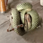 งูเขียวเปิดศึกปะทะตุ๊กแก ใครจะอยู่ใครจะไป งานนี้มนุษย์ไม่ขอดราม่า