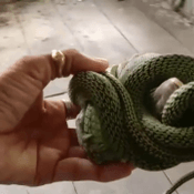 งูเขียวเปิดศึกปะทะตุ๊กแก ใครจะอยู่ใครจะไป งานนี้มนุษย์ไม่ขอดราม่า