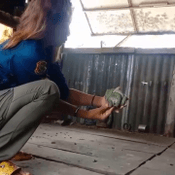 งูเขียวเปิดศึกปะทะตุ๊กแก ใครจะอยู่ใครจะไป งานนี้มนุษย์ไม่ขอดราม่า