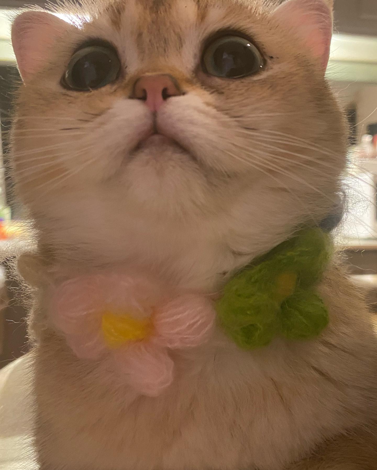 แตงโม นิดา