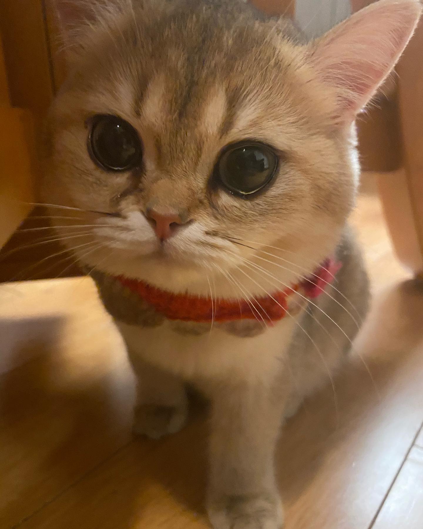 แตงโม นิดา