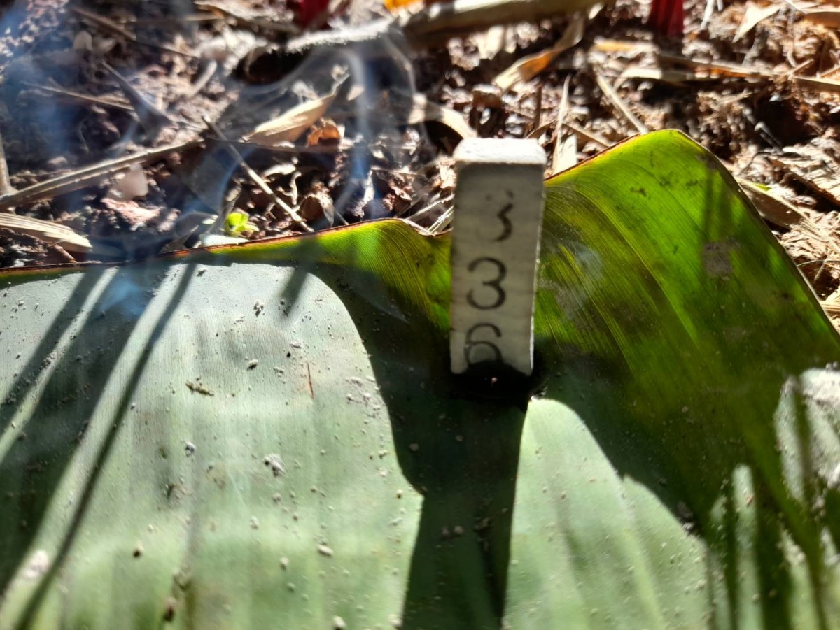 อุดรธานี270865 ฮือฮาหน่อไม้พญานาค คอหวยจุดธูปมงคลเห็นแล้วขนลุกเลขเดียวหัวกลับเลขที่บ้านตรงเลขที่บ้าน 339