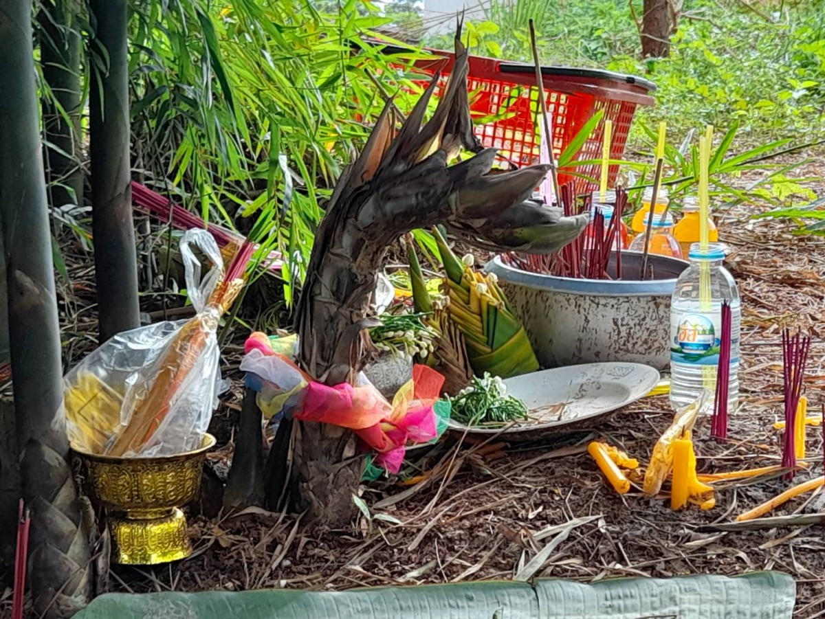 อุดรธานี270865 ฮือฮาหน่อไม้พญานาค คอหวยจุดธูปมงคลเห็นแล้วขนลุกเลขเดียวหัวกลับเลขที่บ้านตรงเลขที่บ้าน 339