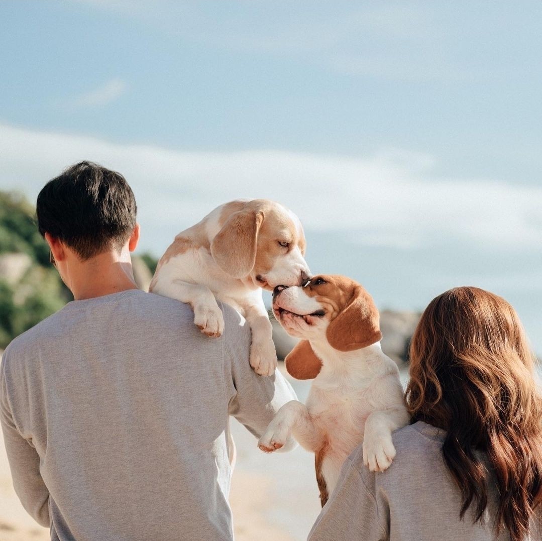 เวียร์ วิกกี้