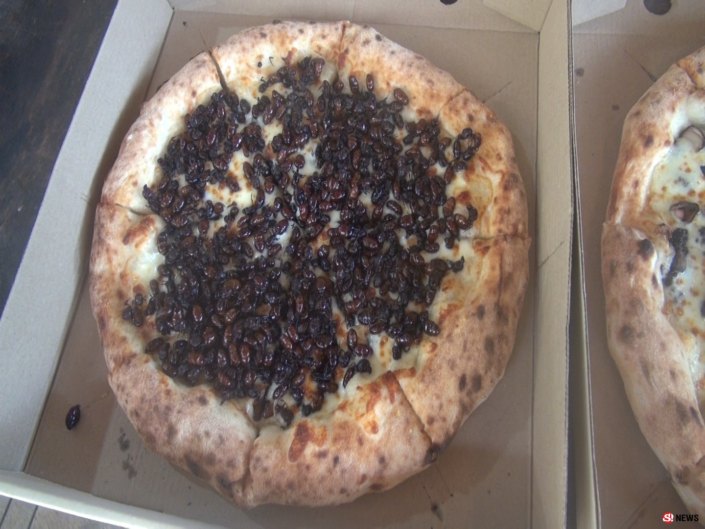 ฮือฮาพิชซ่าหน้าเห็ดถอบ หน้าแมงมันขายดีออเดอร์รัวๆ