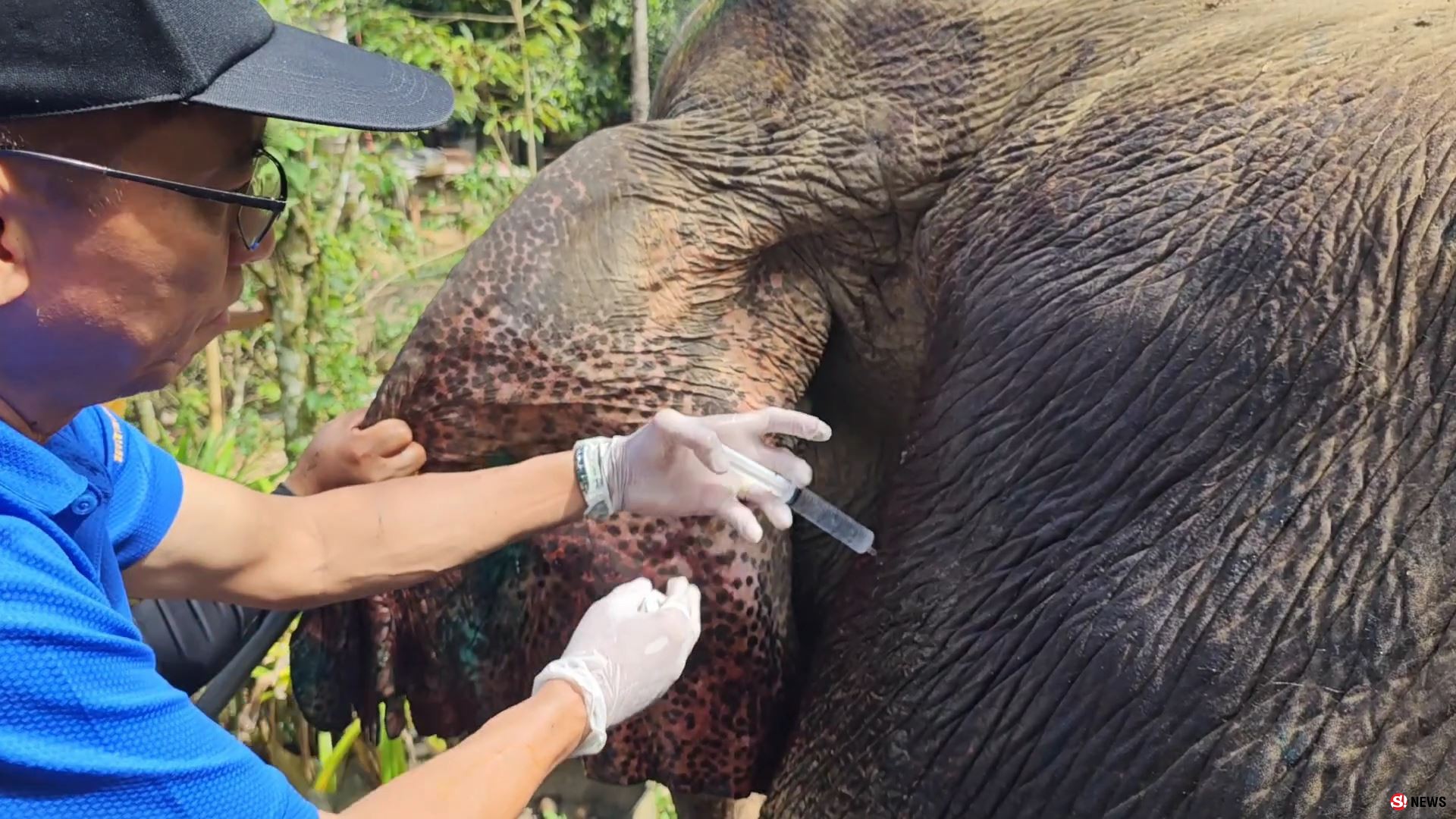 ช้างป่าบุกแทงช้างเลี้ยงสาหัส