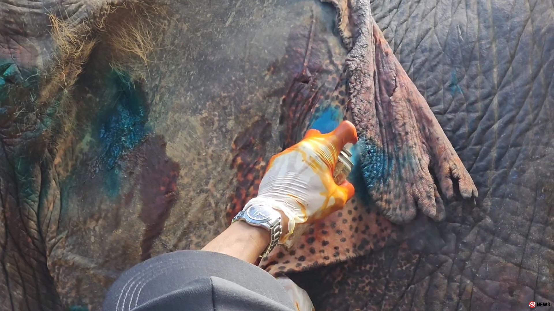 ช้างป่าบุกแทงช้างเลี้ยงสาหัส