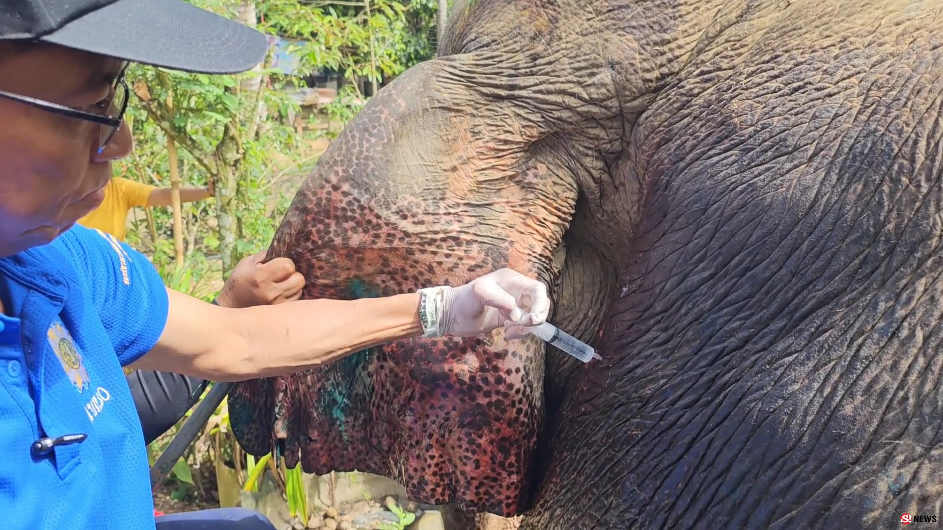 ช้างป่าบุกแทงช้างเลี้ยงสาหัส