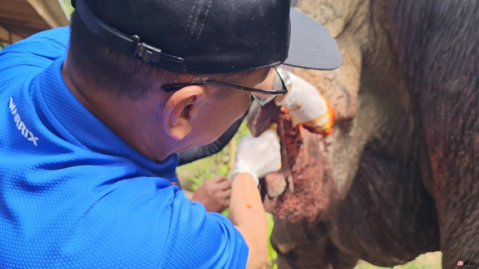 ช้างป่าบุกแทงช้างเลี้ยงสาหัส