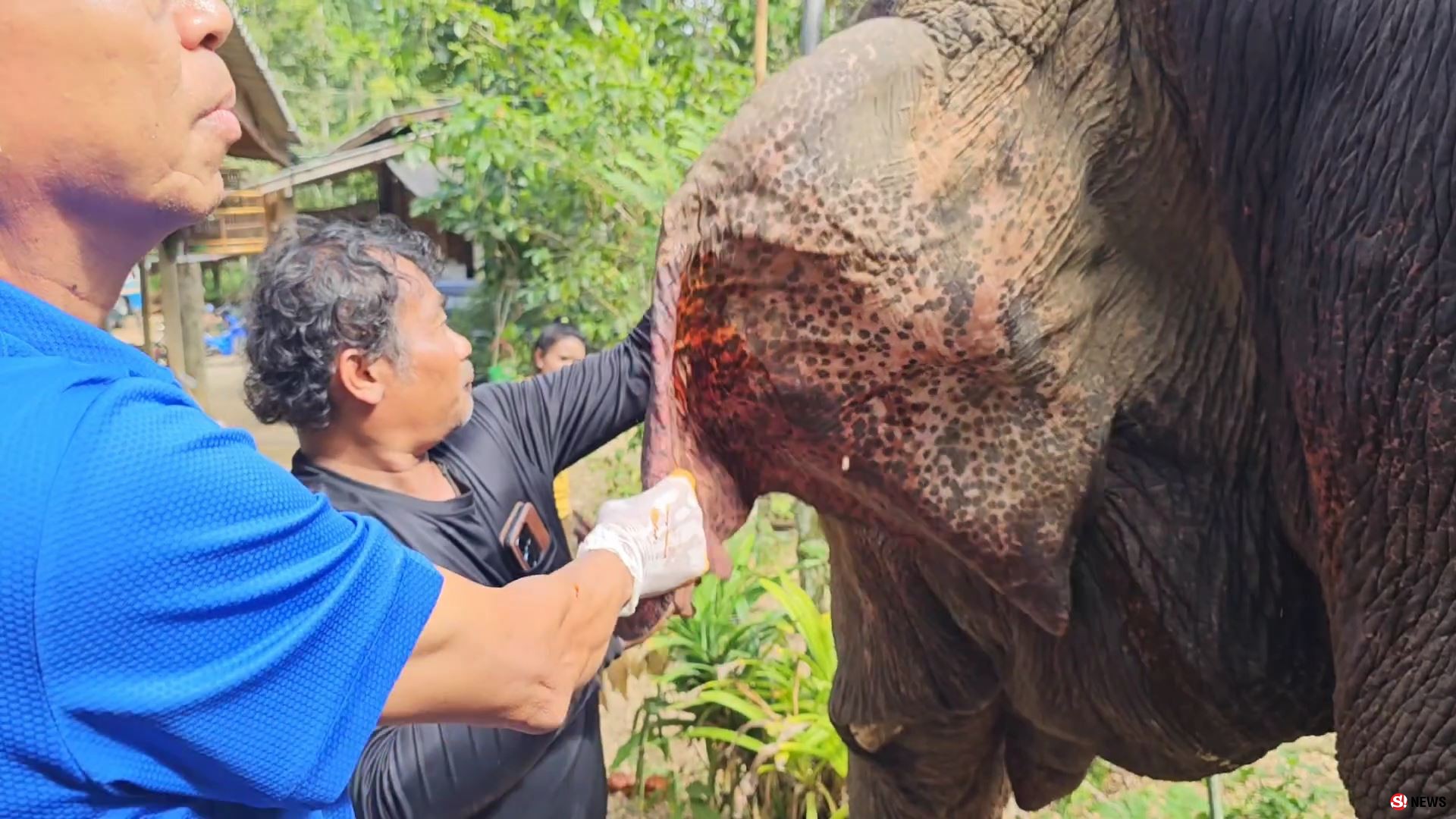 ช้างป่าบุกแทงช้างเลี้ยงสาหัส