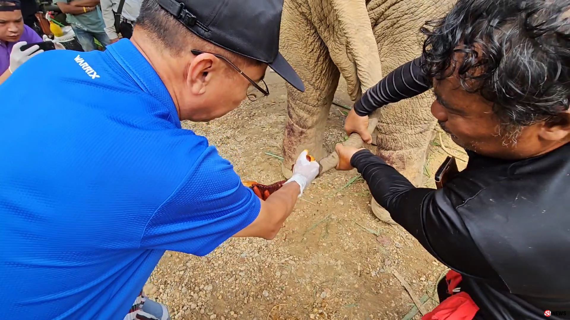 ช้างป่าบุกแทงช้างเลี้ยงสาหัส