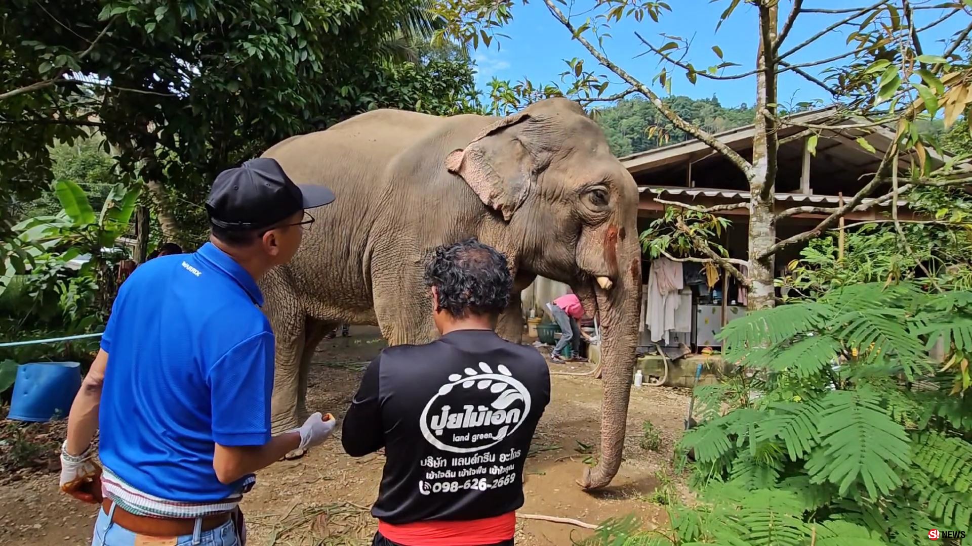 ช้างป่าบุกแทงช้างเลี้ยงสาหัส
