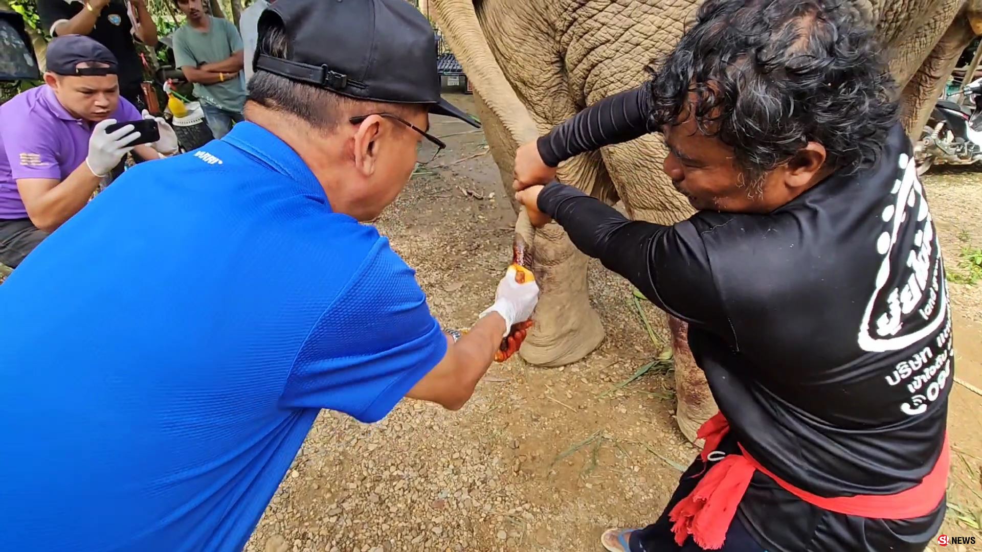 ช้างป่าบุกแทงช้างเลี้ยงสาหัส