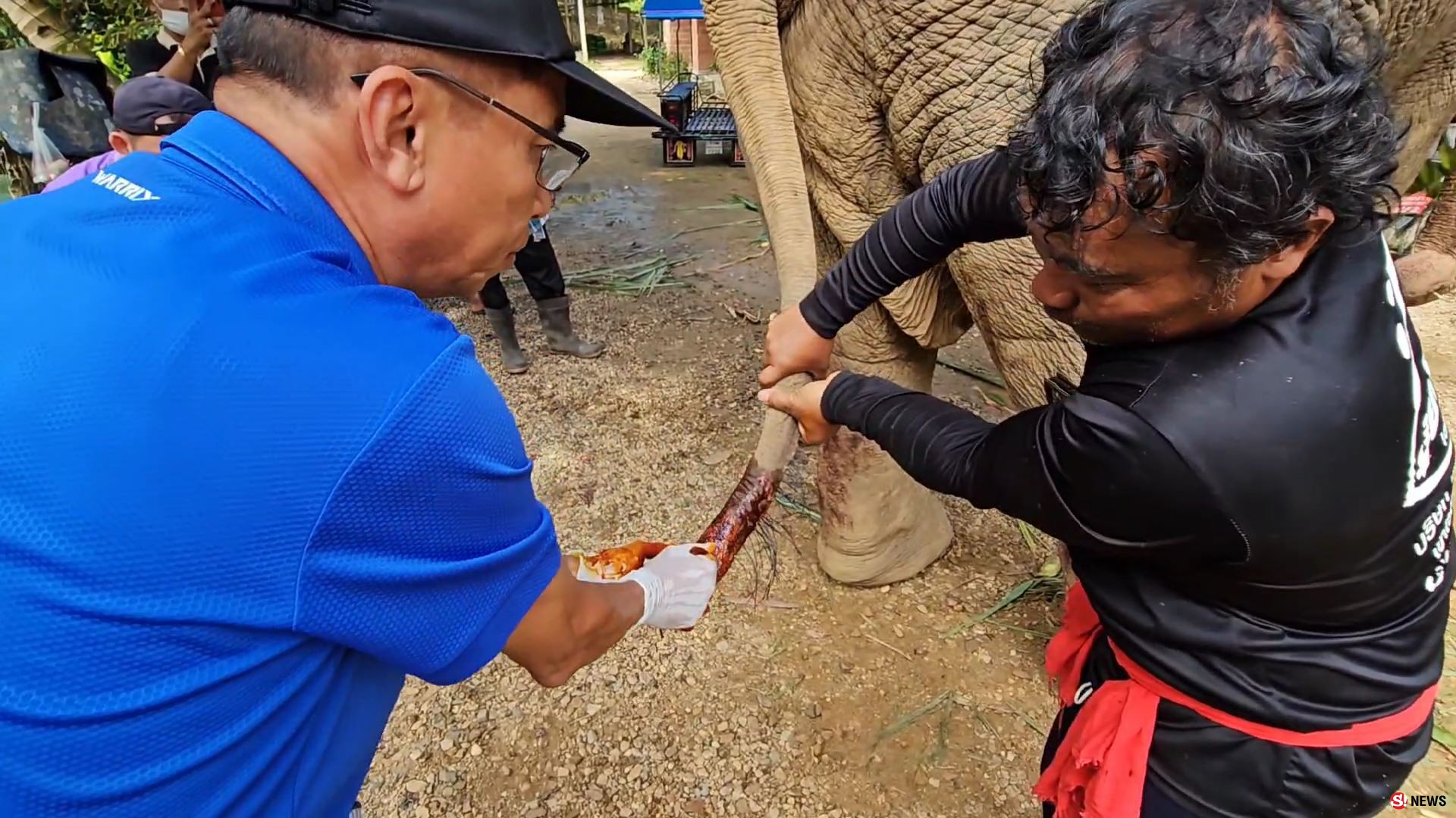 ช้างป่าบุกแทงช้างเลี้ยงสาหัส