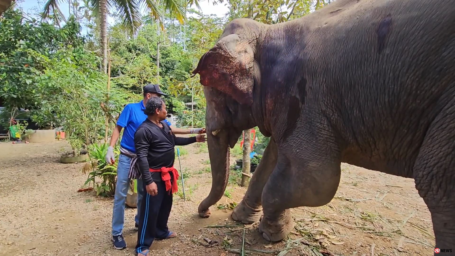 ช้างป่าบุกแทงช้างเลี้ยงสาหัส