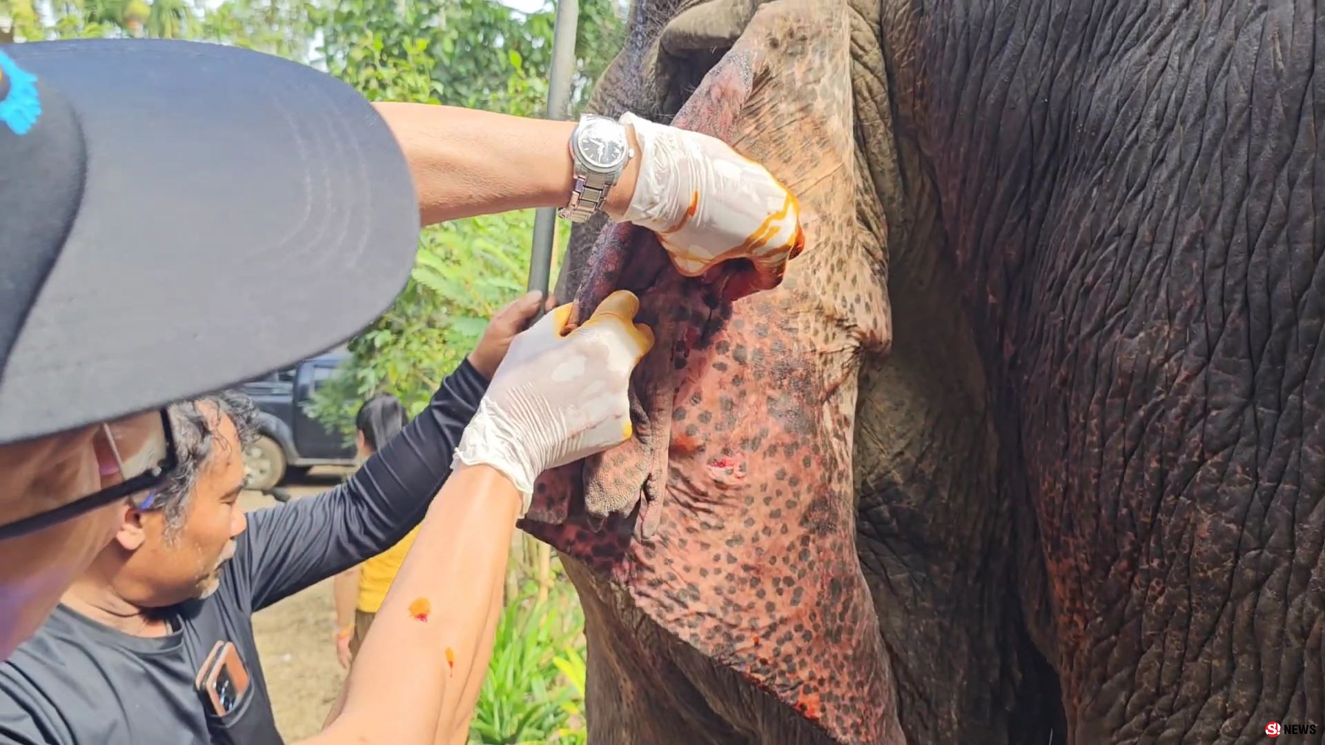 ช้างป่าบุกแทงช้างเลี้ยงสาหัส