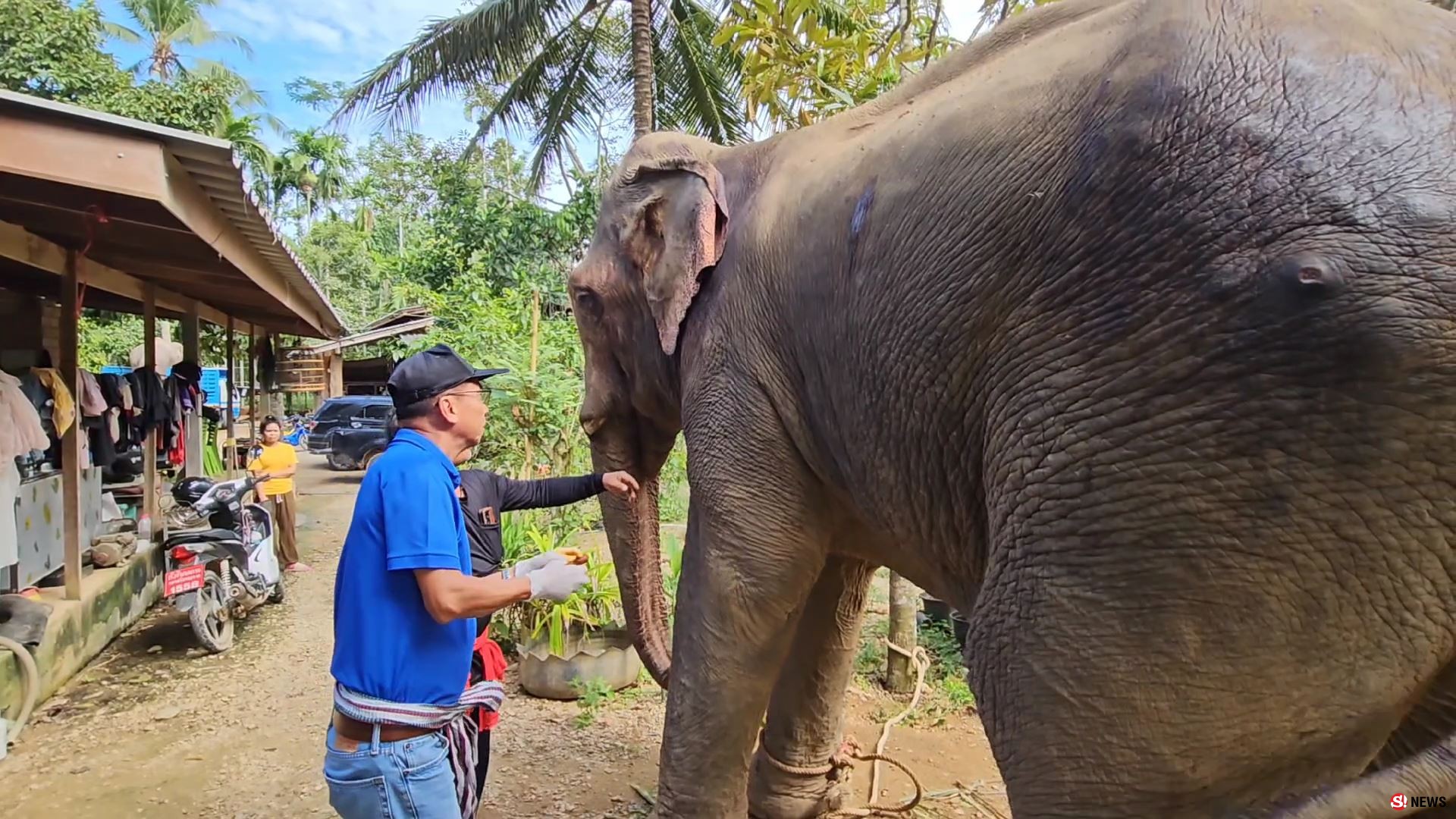 ช้างป่าบุกแทงช้างเลี้ยงสาหัส