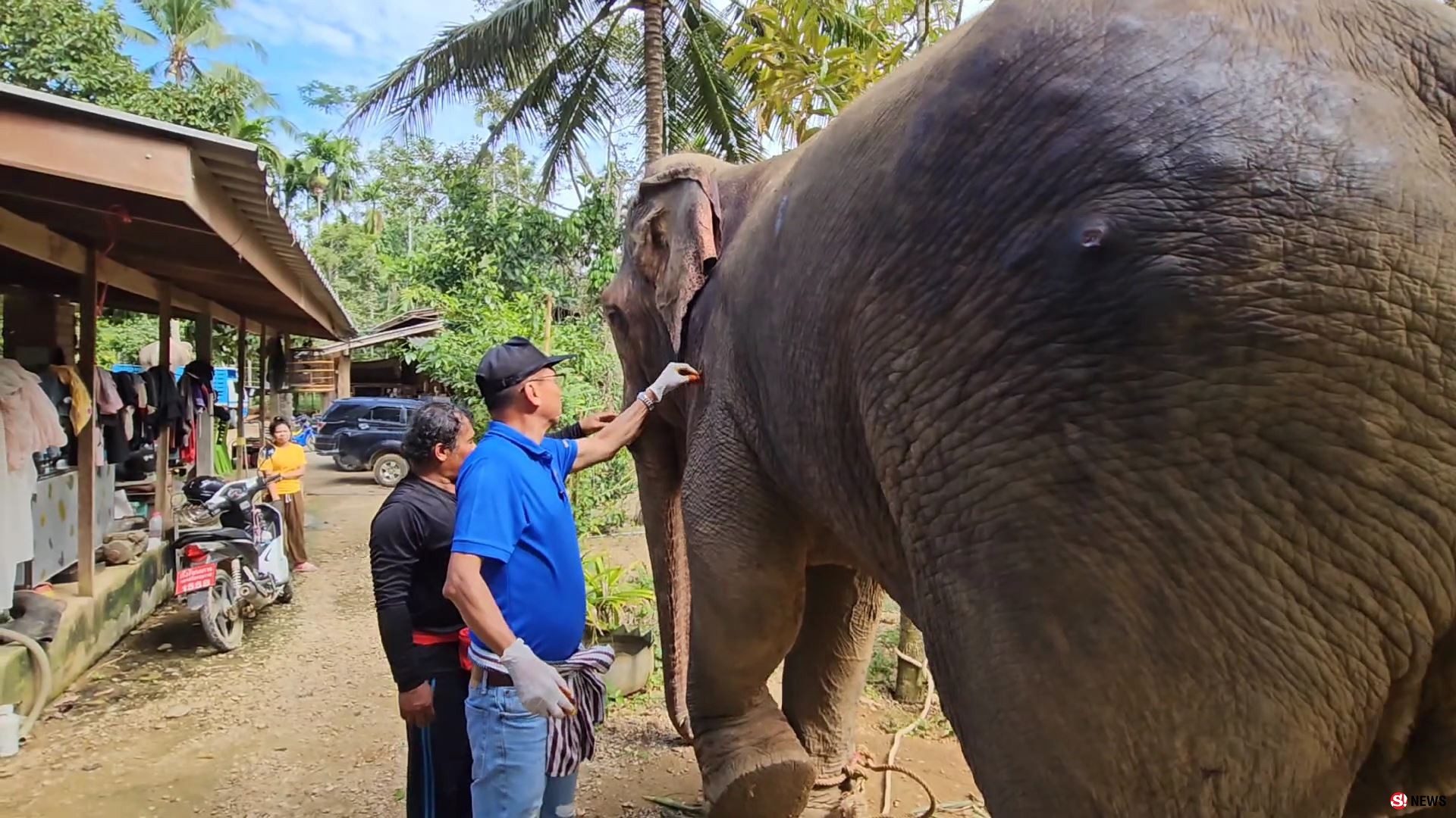 ช้างป่าบุกแทงช้างเลี้ยงสาหัส