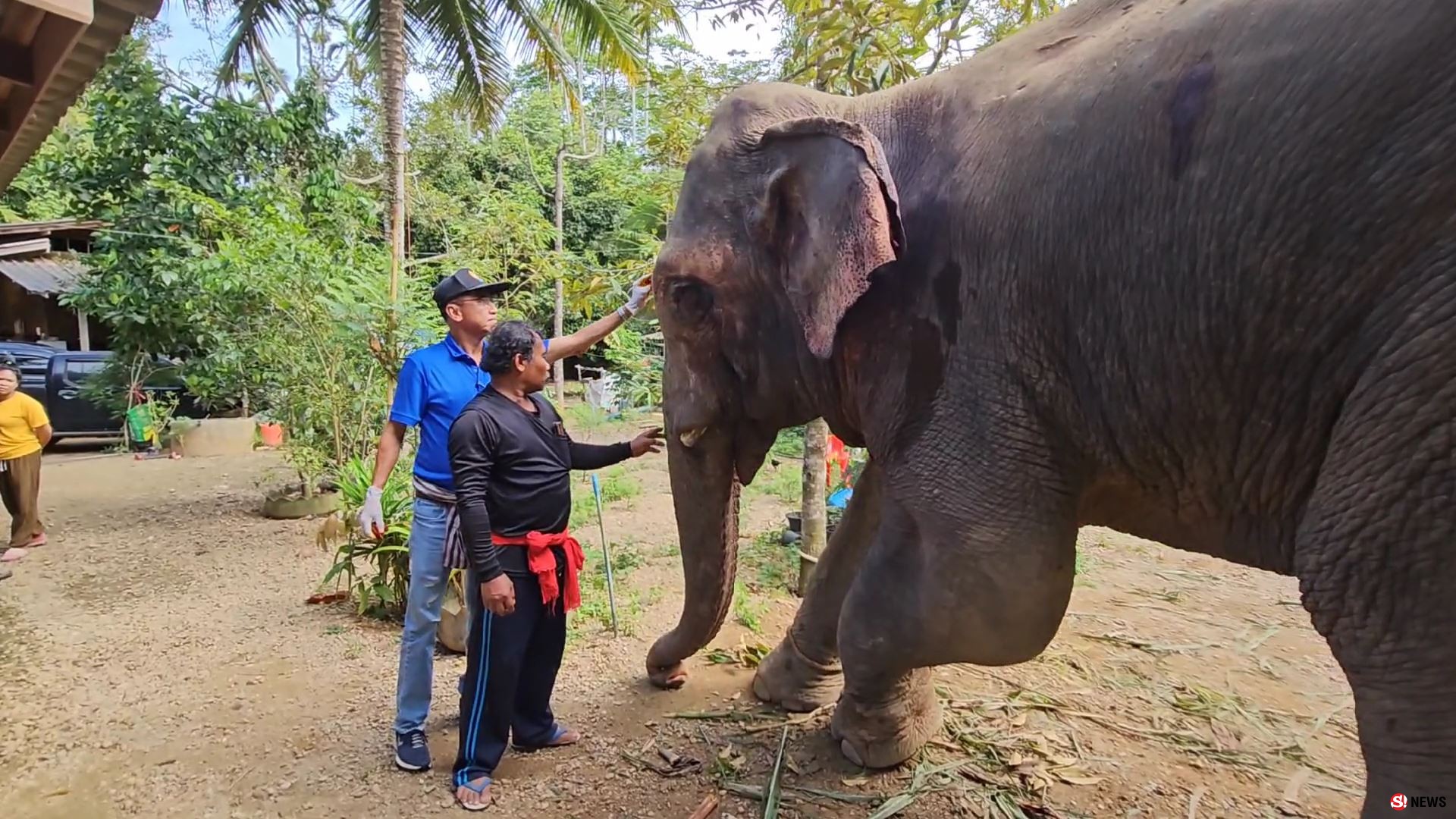 ช้างป่าบุกแทงช้างเลี้ยงสาหัส