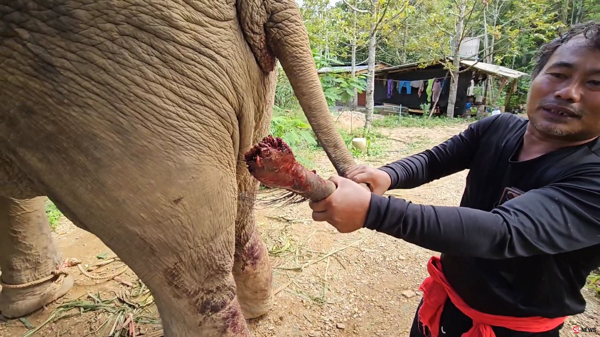 ช้างป่าบุกแทงช้างเลี้ยงสาหัส