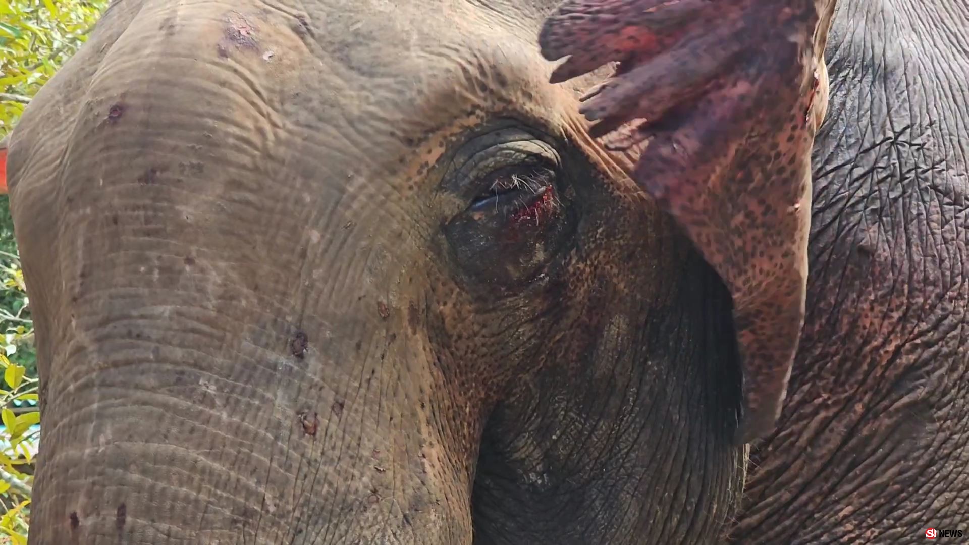 ช้างป่าบุกแทงช้างเลี้ยงสาหัส