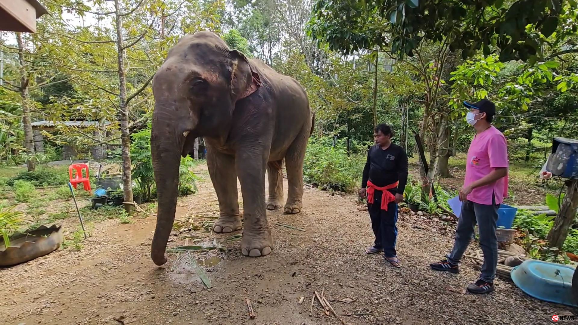 ช้างป่าบุกแทงช้างเลี้ยงสาหัส