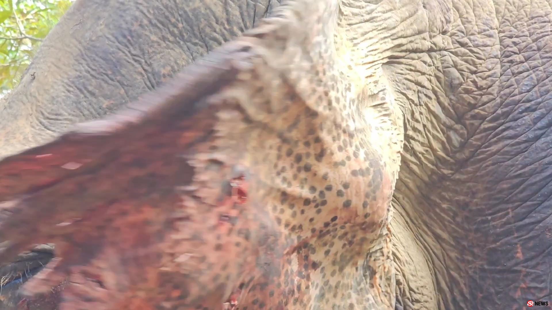 ช้างป่าบุกแทงช้างเลี้ยงสาหัส