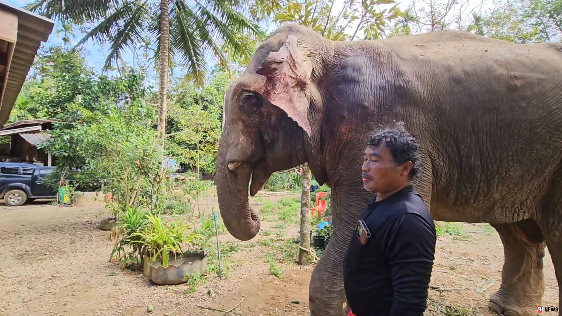 ช้างป่าบุกแทงช้างเลี้ยงสาหัส