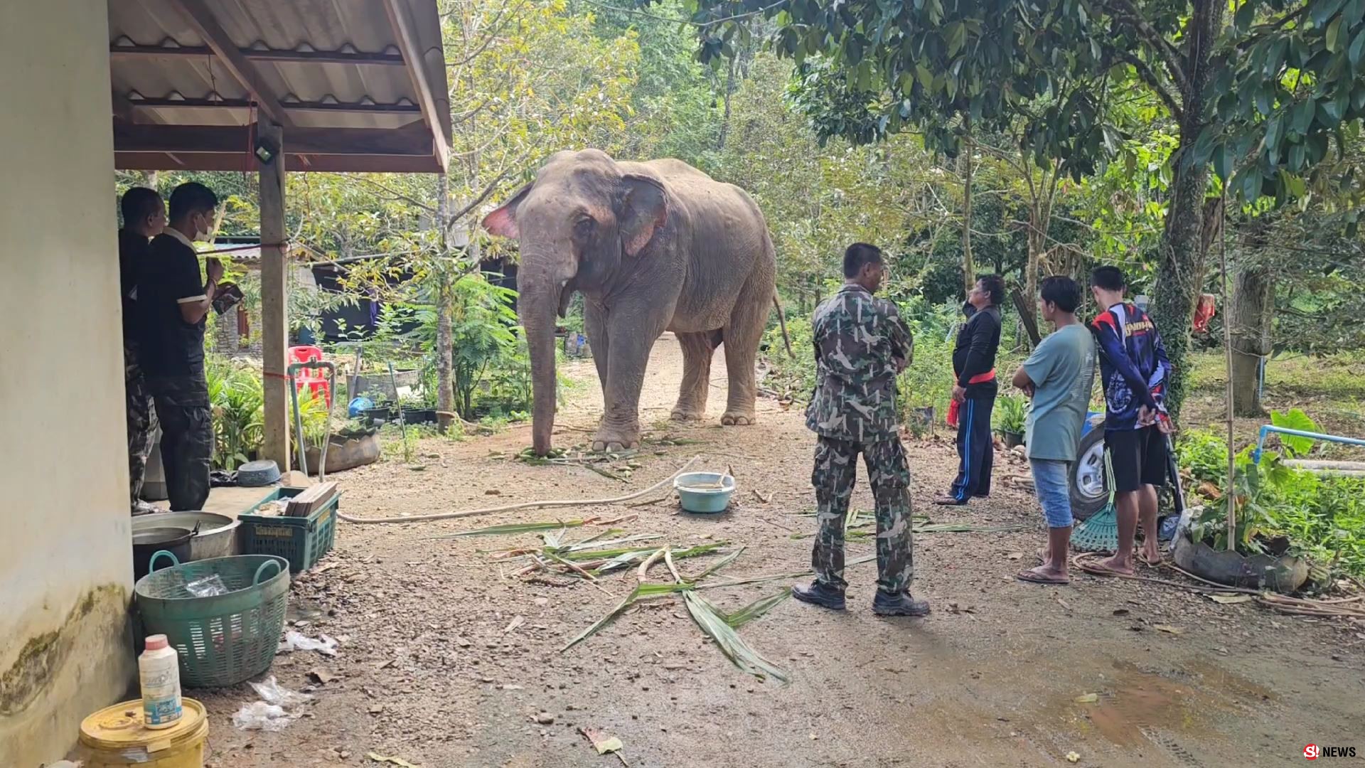 ช้างป่าบุกแทงช้างเลี้ยงสาหัส