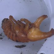 ด้วงกว่าง