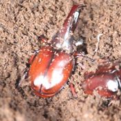 ด้วงกว่าง