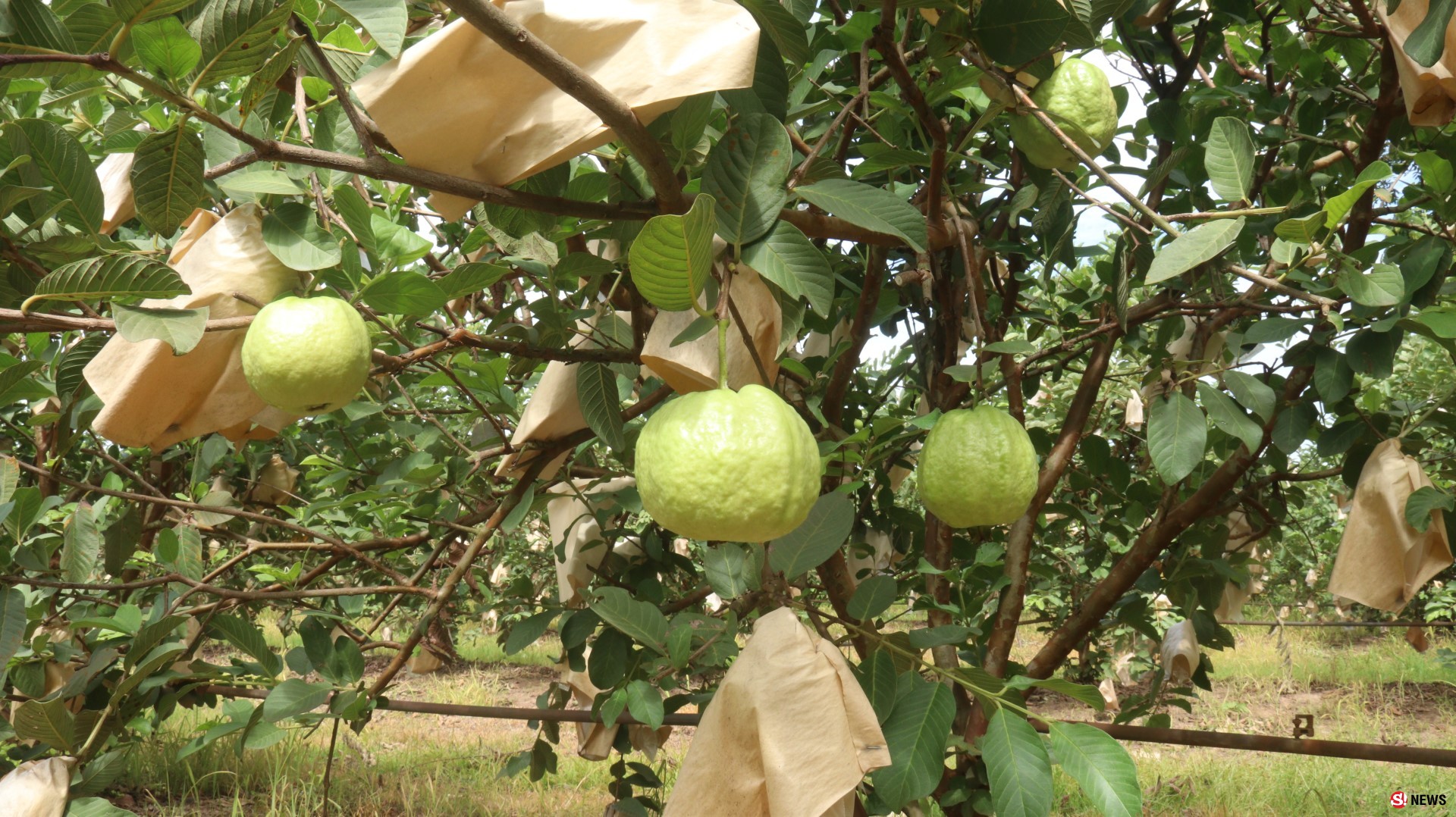 พิจิตรฝรั่งกิมจูรายได้แสนบาทต่อเดือน