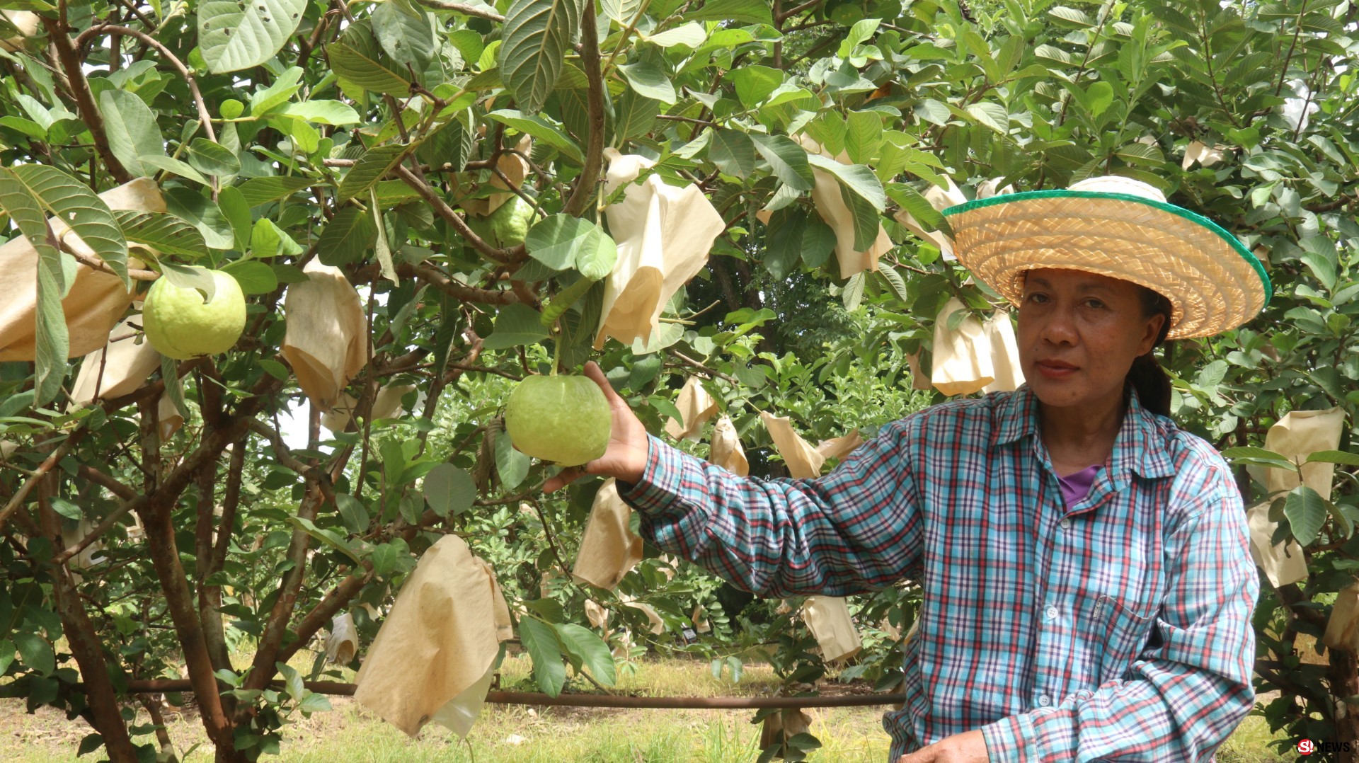 พิจิตรฝรั่งกิมจูรายได้แสนบาทต่อเดือน