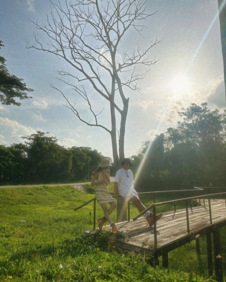 ใบเฟิร์น พิมพ์ชนก