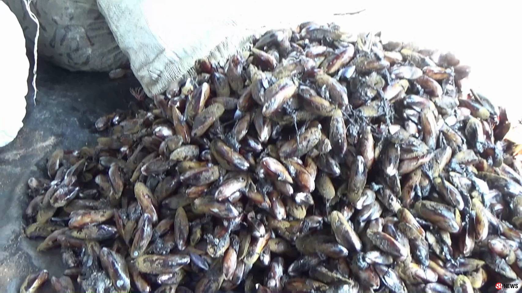 สตูลเก็บหอยกะพงในทะเลหน้าบ้านแกะเนื้อส่งขายรายได้เดือนละ60000บาท