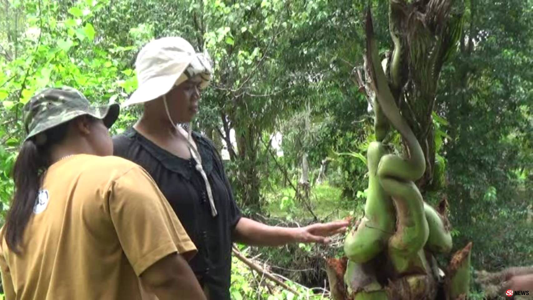 สตูลต้นมะพร้าวแปลกแปลงร่างเป็นพญานาค