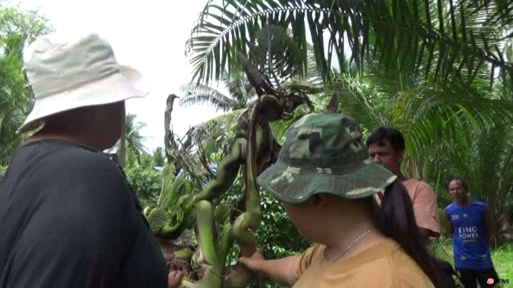 สตูลต้นมะพร้าวแปลกแปลงร่างเป็นพญานาค