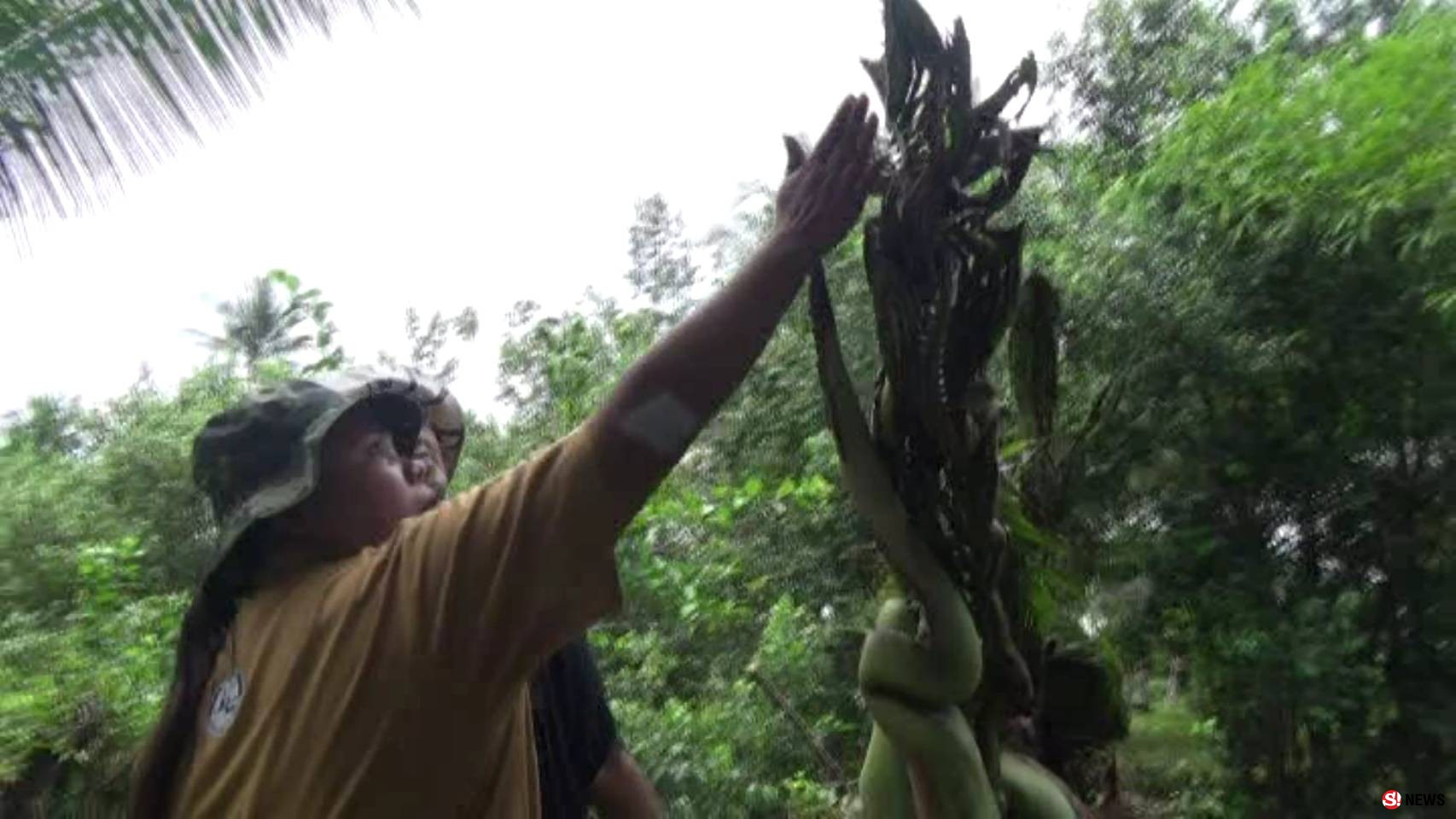 สตูลต้นมะพร้าวแปลกแปลงร่างเป็นพญานาค