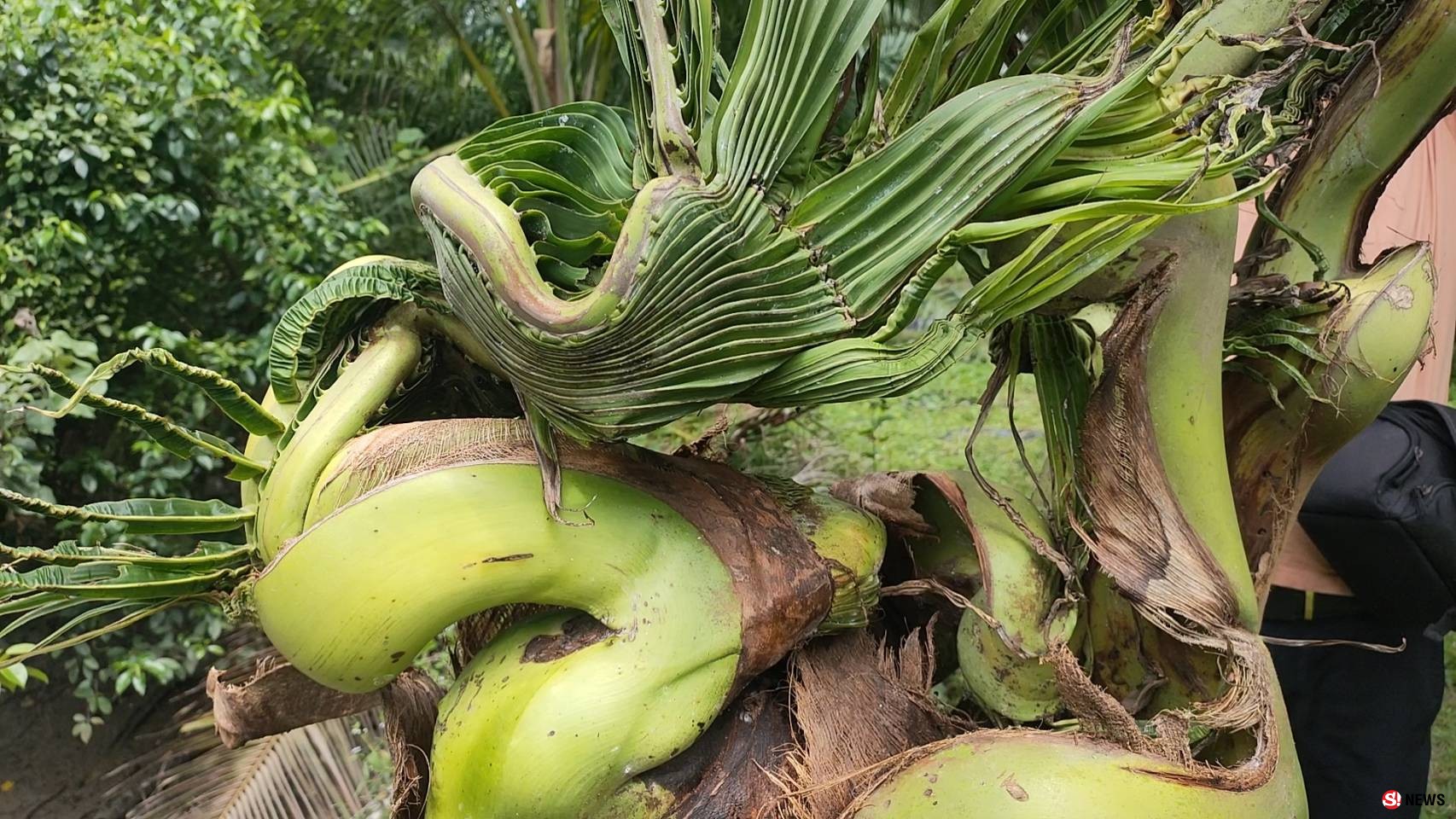 สตูลต้นมะพร้าวแปลกแปลงร่างเป็นพญานาค