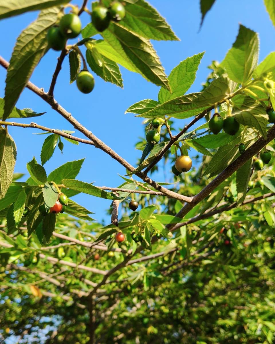 เวียร์ ศุกลวัฒน์