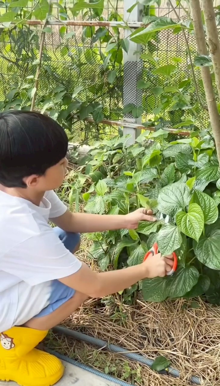 ชมพู่ อารยา