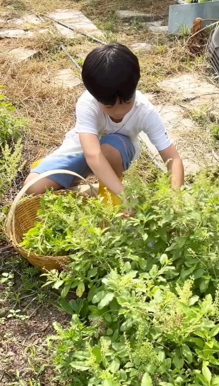 ชมพู่ อารยา