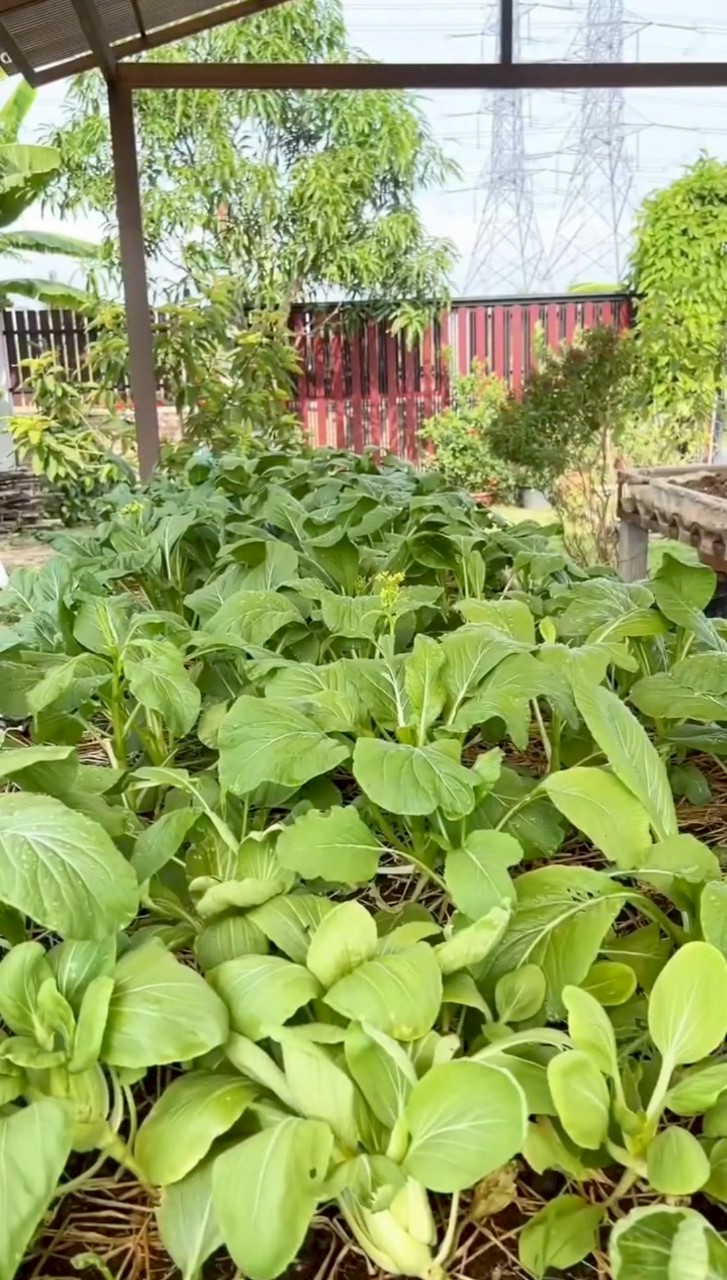 ชมพู่ อารยา