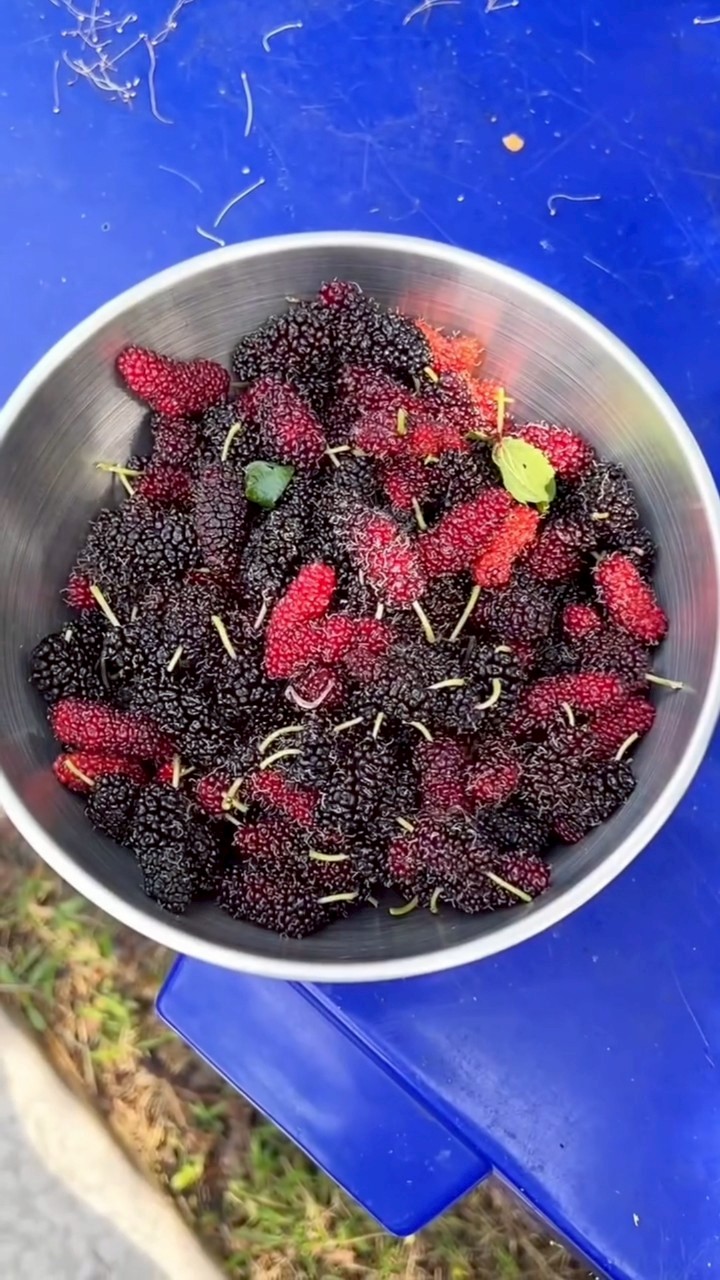 ชมพู่ อารยา