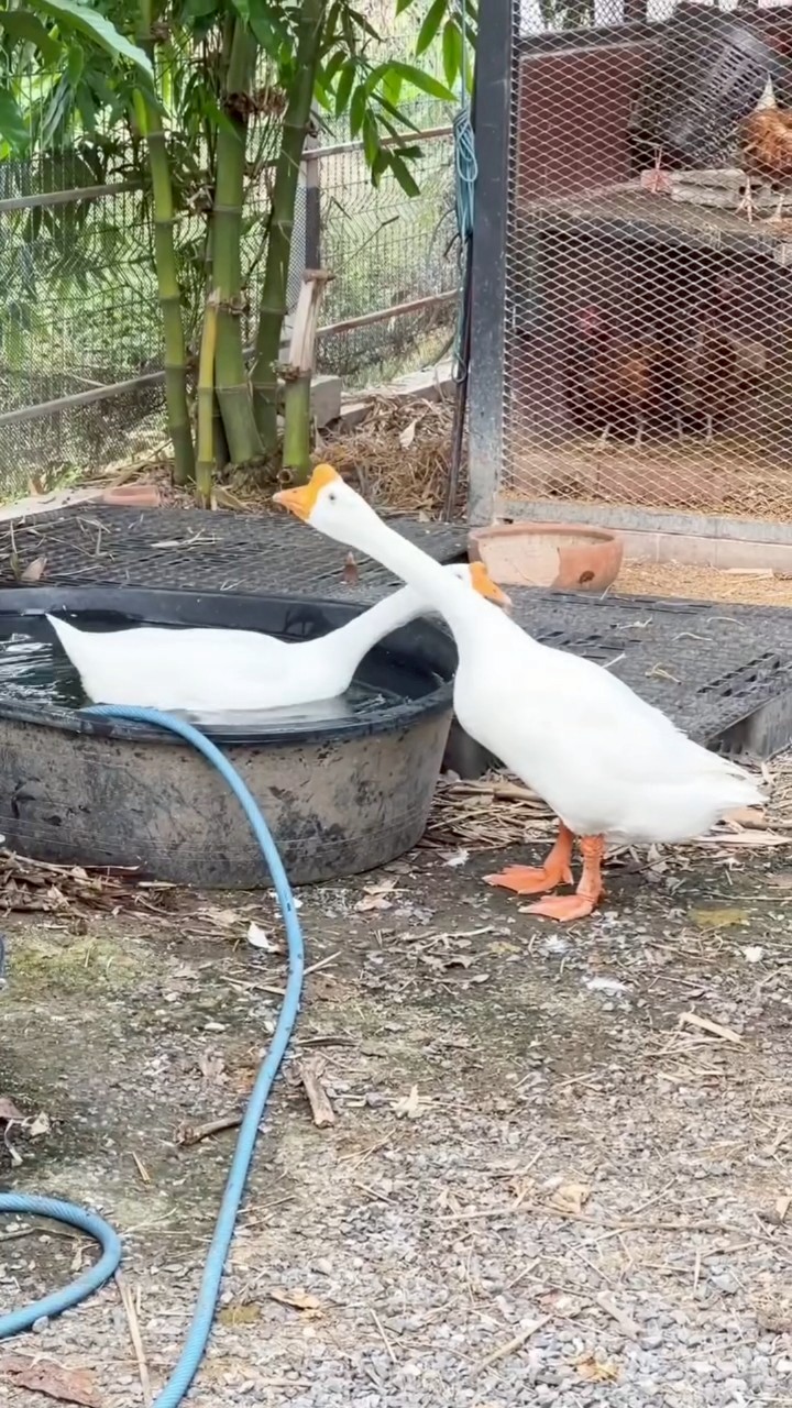 ชมพู่ อารยา