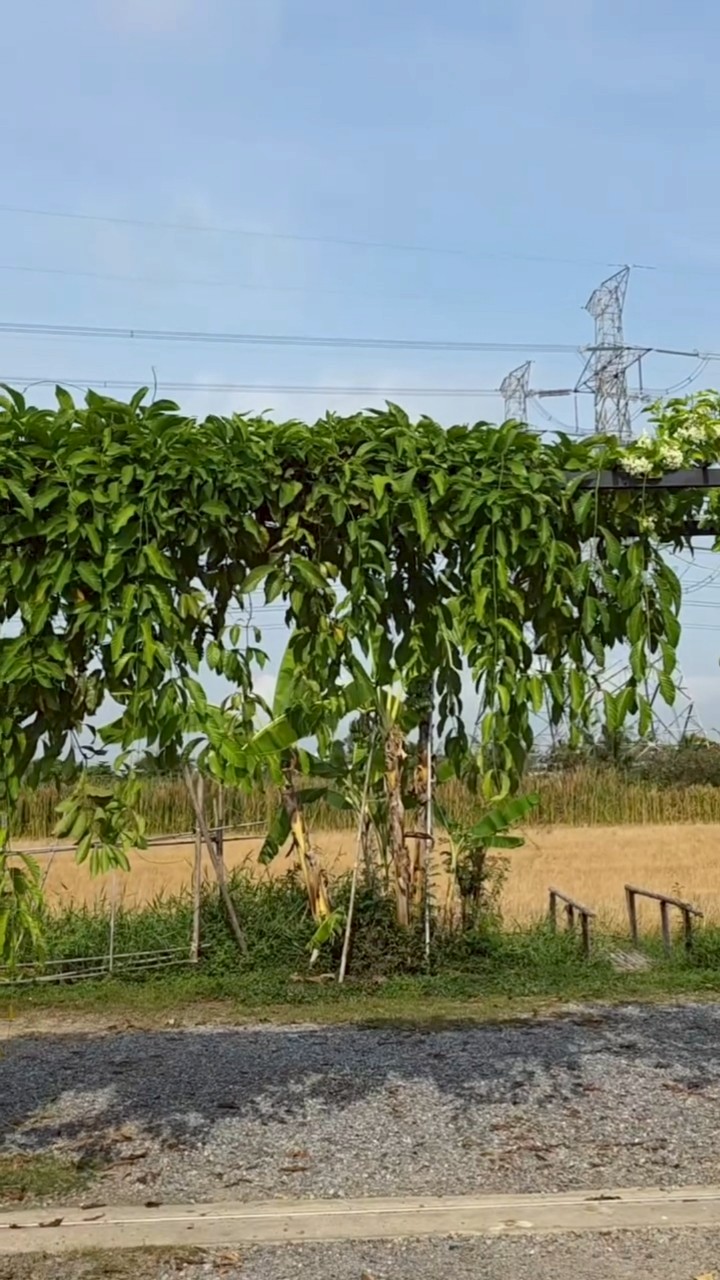 ชมพู่ อารยา