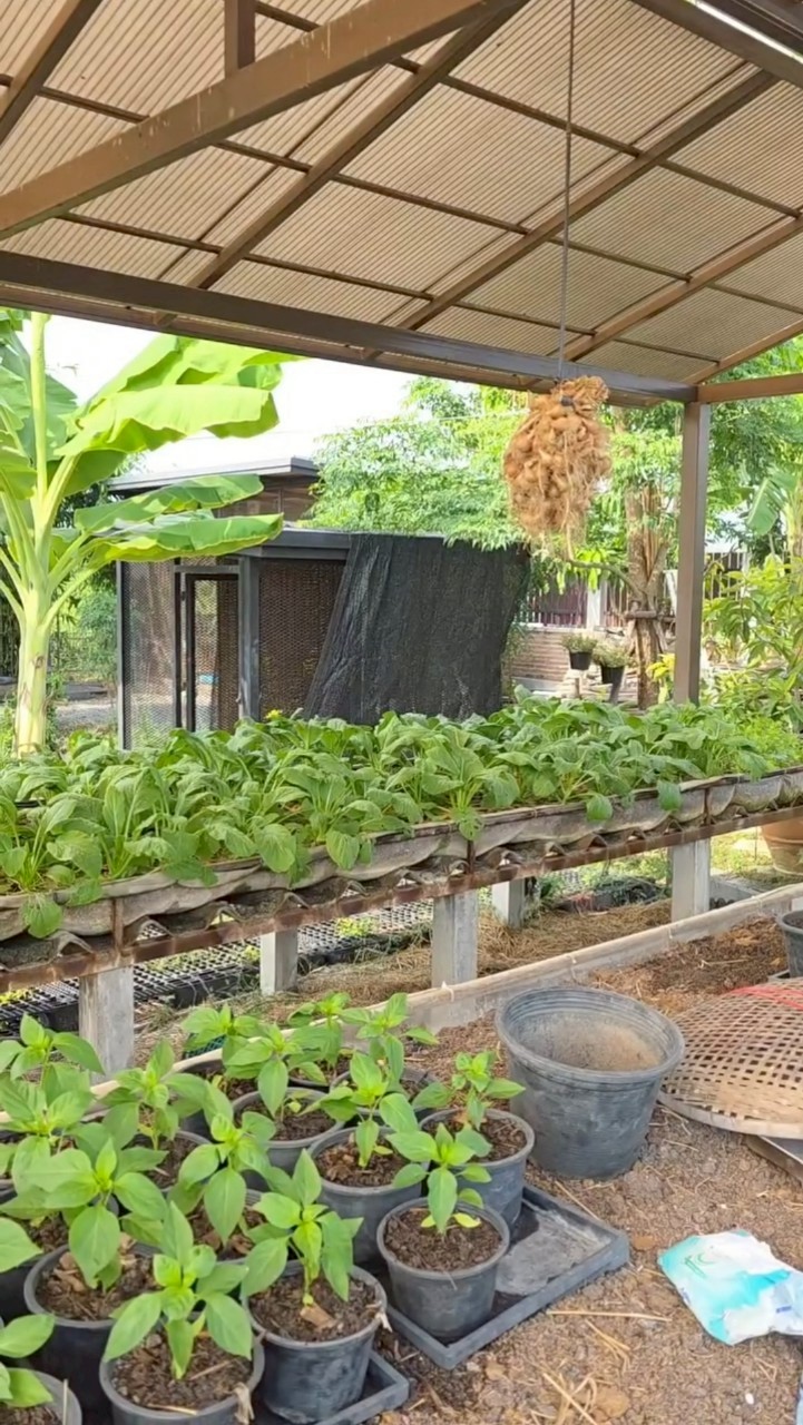 ชมพู่ อารยา