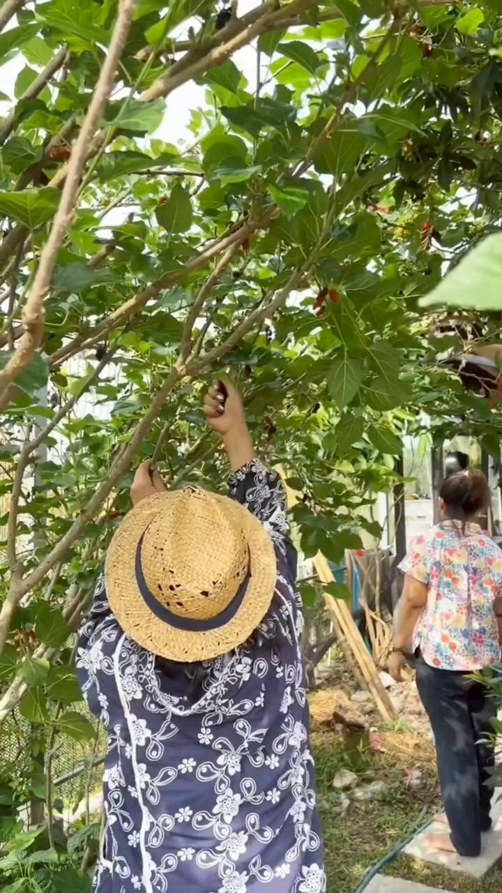 ชมพู่ อารยา